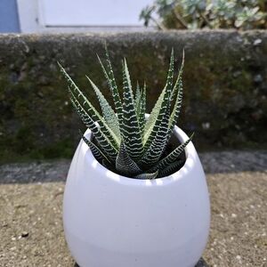 White Planter with Green Zebra Succulent